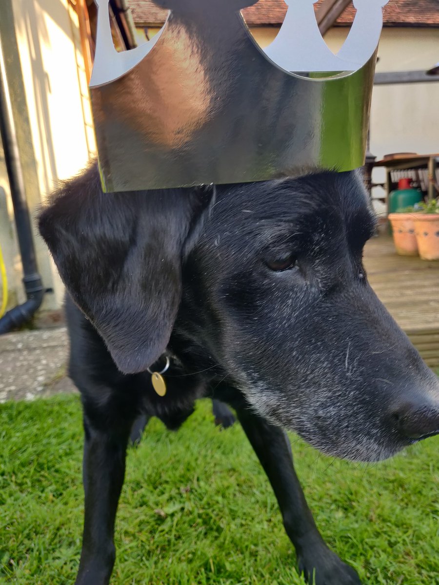 RPD_Scout's tweet photo. We are Coronation 👑 street party ready 🐾

#dottythedestroyer #dog #blacklab #retiredpolicedog #retiredk9 #blacklablove #blackdog #doglife #gwhp #drathaar #drathaarpuppy #rescuedog #rescueismyfavouritebreed https://t.co/1dlIOHQzrl