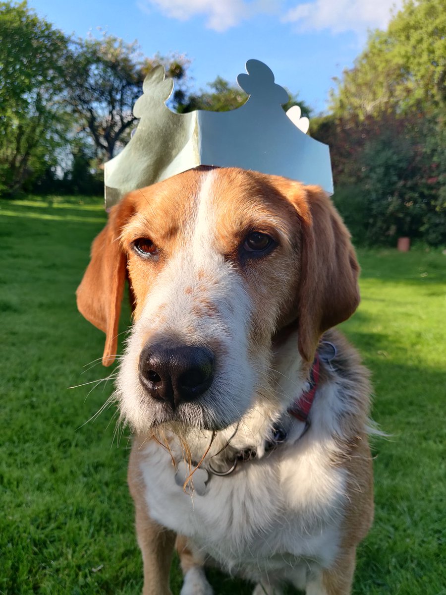 RPD_Scout's tweet photo. We are Coronation 👑 street party ready 🐾

#dottythedestroyer #dog #blacklab #retiredpolicedog #retiredk9 #blacklablove #blackdog #doglife #gwhp #drathaar #drathaarpuppy #rescuedog #rescueismyfavouritebreed https://t.co/1dlIOHQzrl