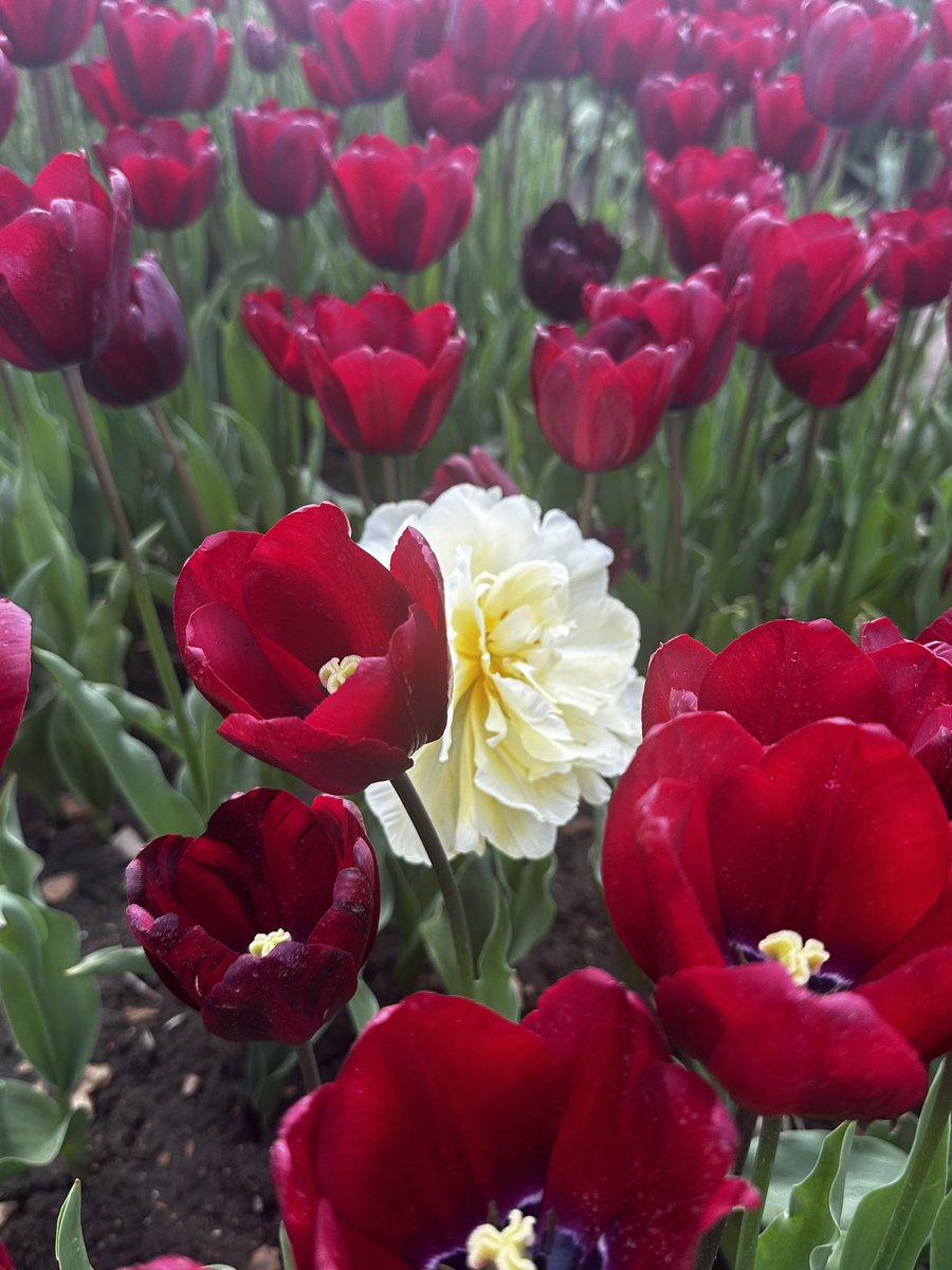 doveinherhead's tweet photo. Beautiful tulip fields in Norfolk.
#tulipsfortapping #norfolktulips https://t.co/ttUFt24AFo