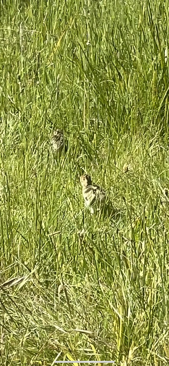 SofiaRosinsky's tweet photo. The baby Turkles have arrived! Maybe 30
#babyturkey #chick #poult https://t.co/k4fkngY7KK