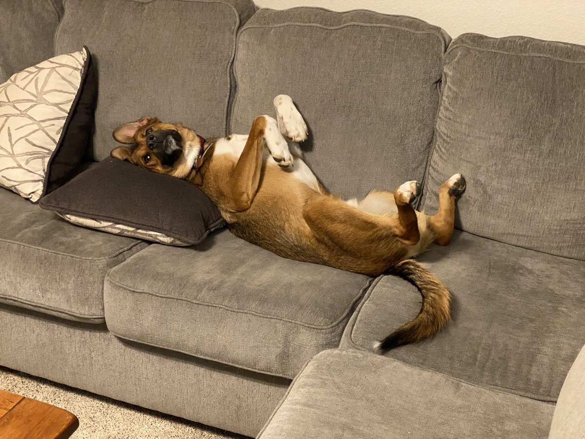 TrailFeatures's tweet photo. @joeltelling Rufus prefers a pillow. https://t.co/1crUN4YBcw