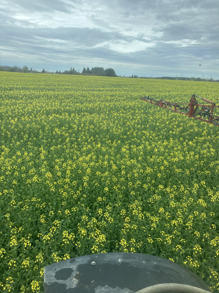 SmithDnksmitty's tweet photo. ⁦@OntCanolaGrower⁩ Mercedes winter canola coming along nicely in this weather! https://t.co/LbSrBoBTdM