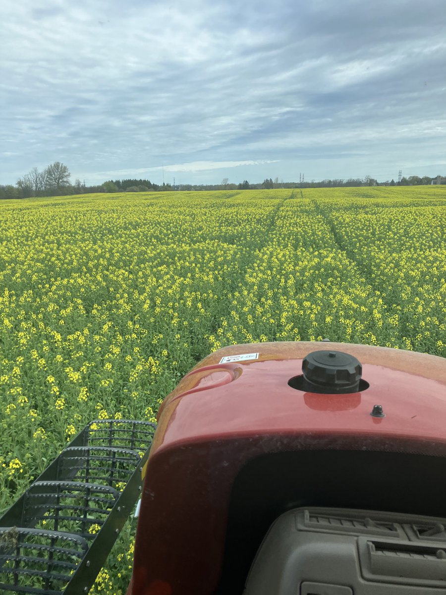 SmithDnksmitty's tweet photo. ⁦@OntCanolaGrower⁩ Mercedes winter canola coming along nicely in this weather! https://t.co/LbSrBoBTdM