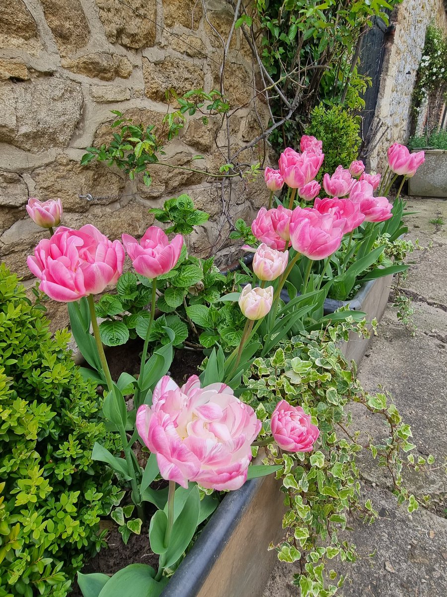 ChurchFarmStays's tweet photo. Tulips enjoying the sun and gardens looking great at @ChurchFarmStays 🌷

#tulips #sun #gardens #relax #familyfarm #ruralretreat #luxuryfarmstay #rural #natural  #relax #rest #oxfordshire #selfcatering #countryliving #countryside #timetoexplore #freshair #countrywalks #staycay https://t.co/lthH66sQur
