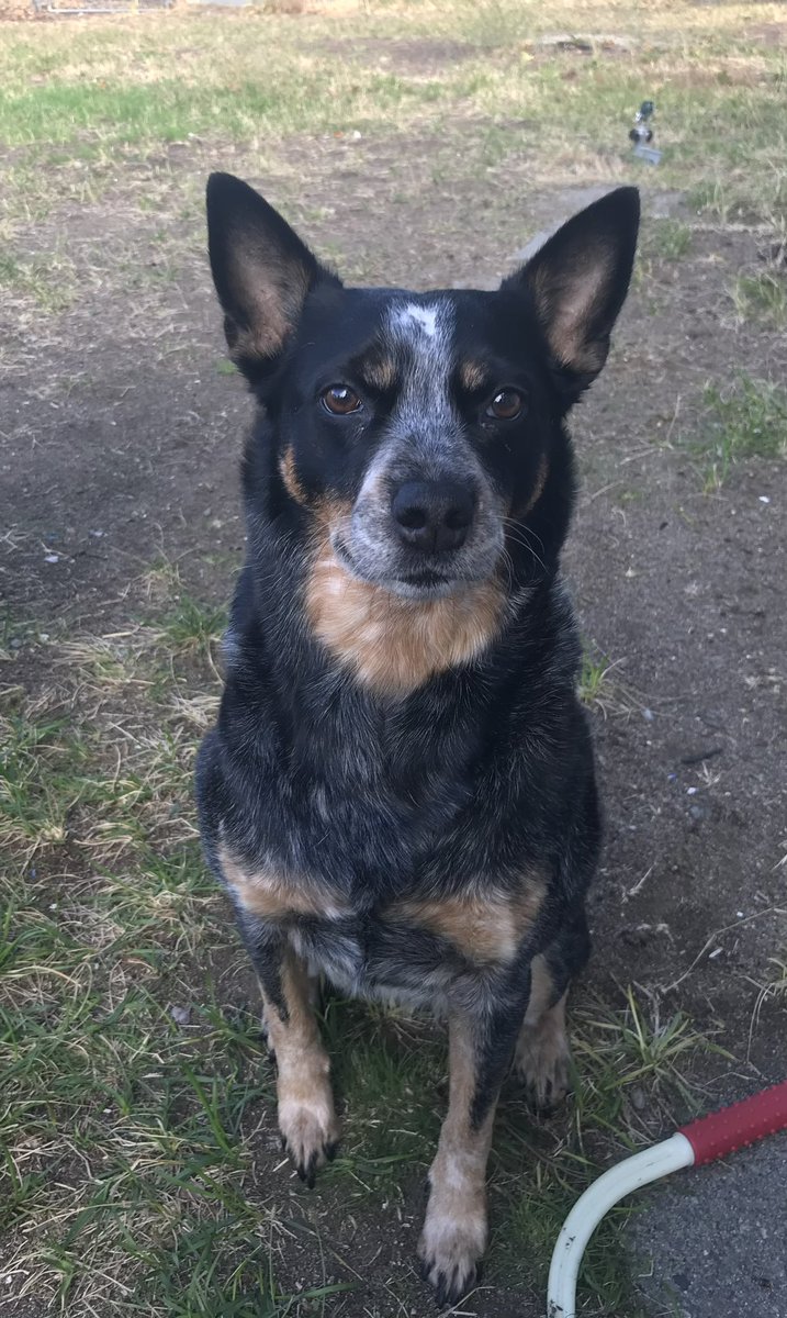 K__Graybeal's tweet photo. @Sabrinanichol I lost my girl blue this week. You’ll never have a better love. 13 years by my side were not enough but then again no matter how long it was it would never be enough. I’m devastated. 💙🩵 #RipBluey #Heeler #ACD # BlueHeeler https://t.co/sN2KZ9R5FD
