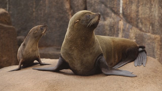Pulgar_Panda's tweet photo. Un nuevo estudio ha secuenciado el genoma del lobo marino de dos pelos (Arctocephalus australis) y ha encontrado que las poblaciones de Perú y el norte de Chile son en realidad una especie distinta, producto de la hibridación. @ScienceMagazine
https://t.co/NCvkEHUJUz https://t.co/F7yv3MHuzZ