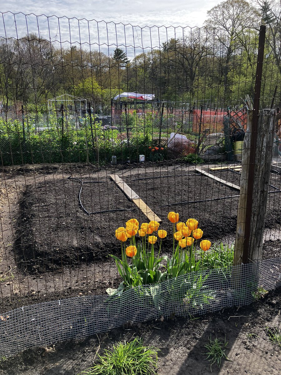 Penalosa_G's tweet photo. Joyful run through parks. People, all age’s & backgrounds. Walking, prep. allotment gardens, dogs. Free.
Good for health & happiness.
Icing on cake was listening podcast #InternetOfNature ‘Does Good Health Grow on Trees?’ hosts @EarthToNadina https://t.co/jP91cePb7b