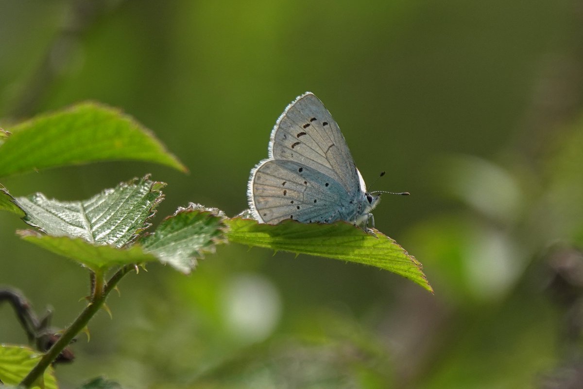 What a difference a bit of sun makes! A Brown Argus and two Green Hairstreaks were first of the year finds for us today. Also Brimstone, Holly Blue, Dingy & Grizzled Skippers, Peacock, Orange-tip, Speckled Wood & unidentified 'whites'. But no sign of Common Blue yet. @BCSomerset