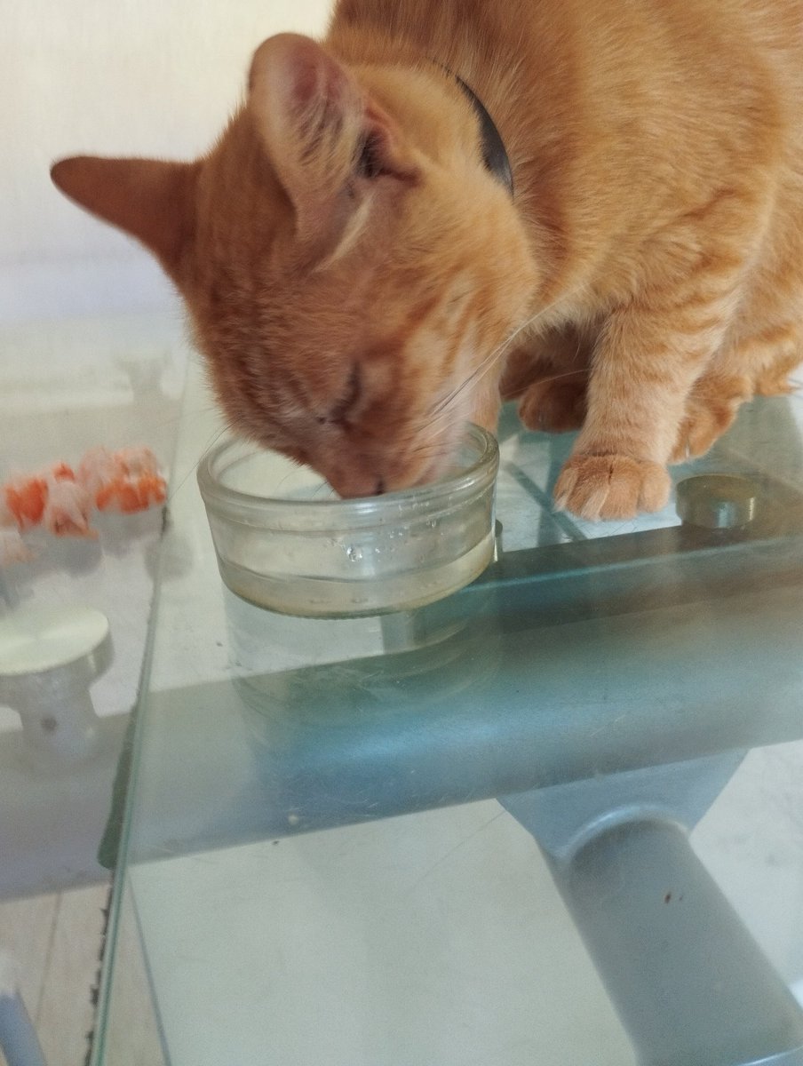 Ella es Gorda, o Bruja, bebiendo agua, q solo le gusta en su vaso y recién puesta. Bueno solo no. Tb le gusta en tu vaso y si es posible tb recién puesta si te descuidas