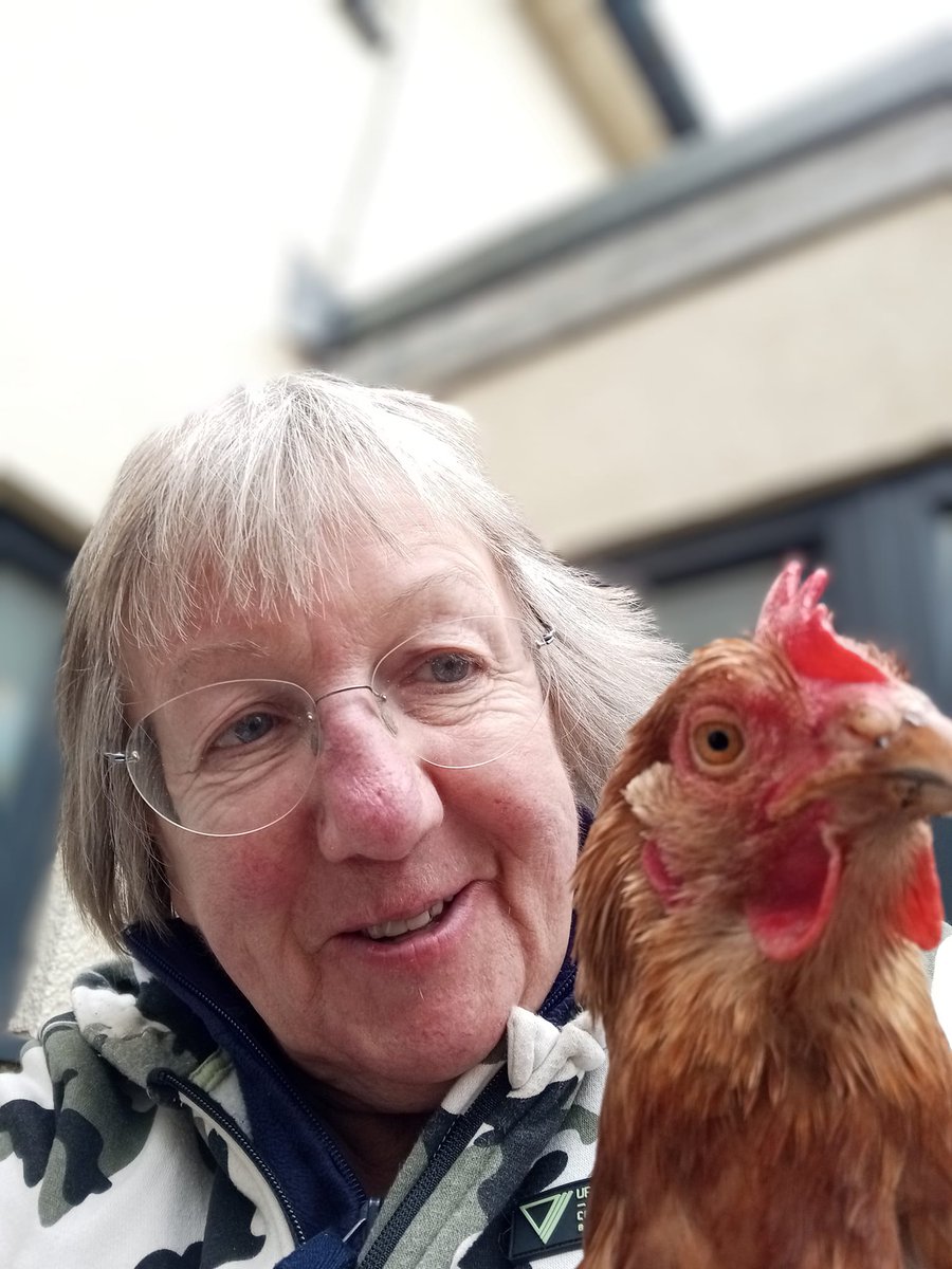 Jon Nesbitt Engineering (@jon_engineering) on Twitter photo Agnes a few months on! Fully feathered and laying an egg each day! @TKDano <a href="/Jharrison22/">Julie Harrison 💙</a> <a href="/hensforhire/">Claire the Hen Lady</a> <a href="/prestonmissc/">Claire Preston</a> <a href="/claire_wordy/">Claire Wordsworth</a> Agnes a few months on! Fully feathered and laying an egg each day! @TKDano <a href="/Jharrison22/">Julie Harrison 💙</a> <a href="/hensforhire/">Claire the Hen Lady</a> <a href="/prestonmissc/">Claire Preston</a> <a href="/claire_wordy/">Claire Wordsworth</a>