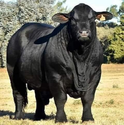 hshLauraJ's tweet photo. This sounds like bull to me…..
I recently spent $6,500 on this registered Black Angus bull.
I put him out with the herd but he just ate grass and wouldn't even look at a cow.
I was beginning to think I had paid more for that bull than he was worth.
Anyway......I had the Vet come and take a look at him.
He said,, the bull was very healthy, but possibly just a little young, so he gave me some pills to feed him once per day.
The bull started to service the cows within two days……. all my cows!
He even broke through the fence and bred with all of my neighbor's cows!
He's like a machine!
I don't know what was in the pills the Vet gave him ... but they kind of taste like peppermint.  
🤪🤪🤪