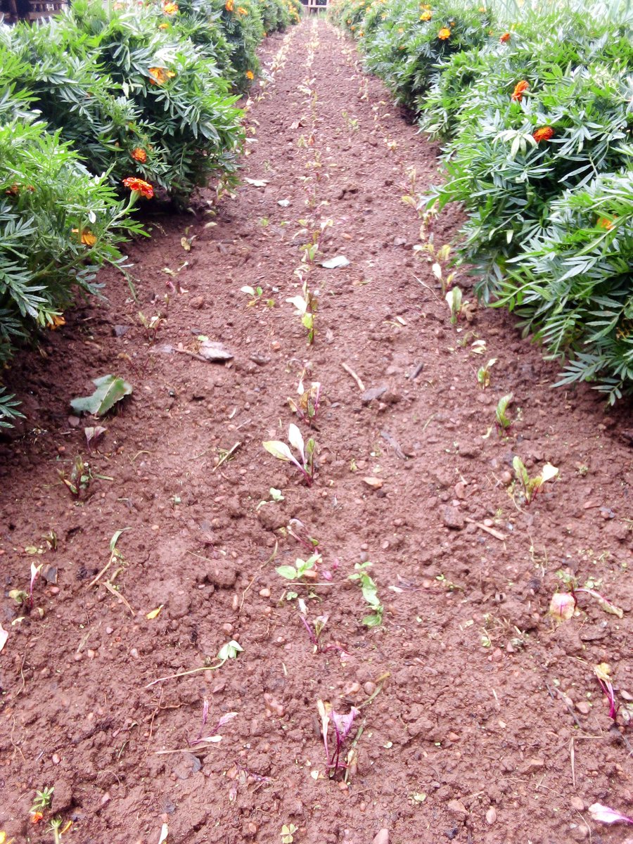 Growing of beetroots with marigold as repellent plants for repelling some insect 🐞
#Sustainableagriculture 
#Agroecology 
#Organicagriculture