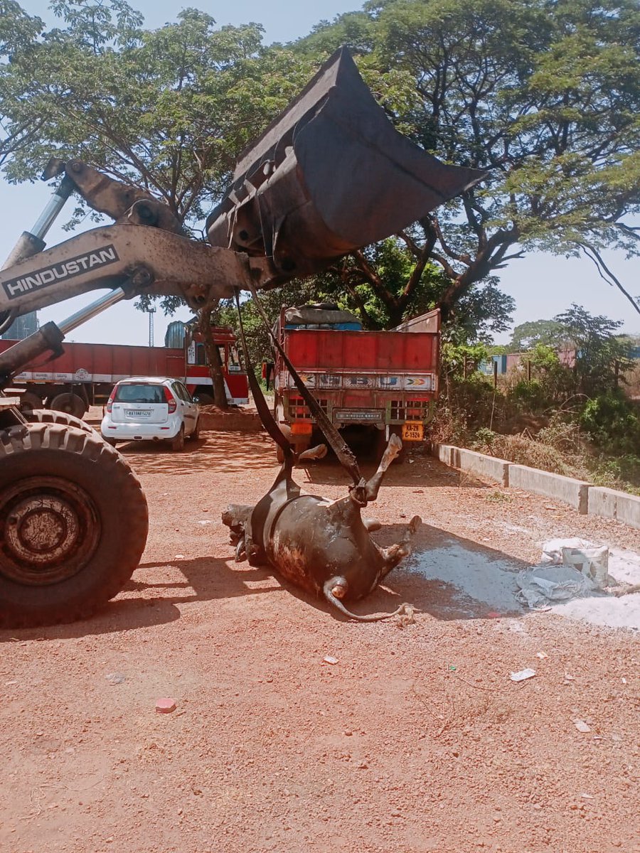 pushparajkulai's tweet photo. A Big Bull was walking in a NMPA area, while it collapses into the Drainage so it locked into it, without coming out it died, after 2/3days later we got to know so we @hjvkar members somehow taken it from Drain &amp; later Buried. the smell was almost killed us. @AHVS_Karnataka https://t.co/E9auy4sBvJ
