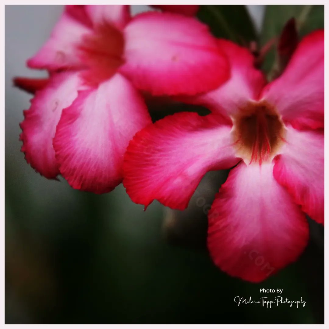 nature_buff's tweet photo. Same flowers, different looks! Which do you prefer? These photos have not been edited.   I usually don't edit my photos.  Not because I don’t believe in it, but I do like the ‘raw’ photo, and I don’t have an editing program…  I just use different settings…

#NatureWithMelanie https://t.co/AHuCza9Q9o