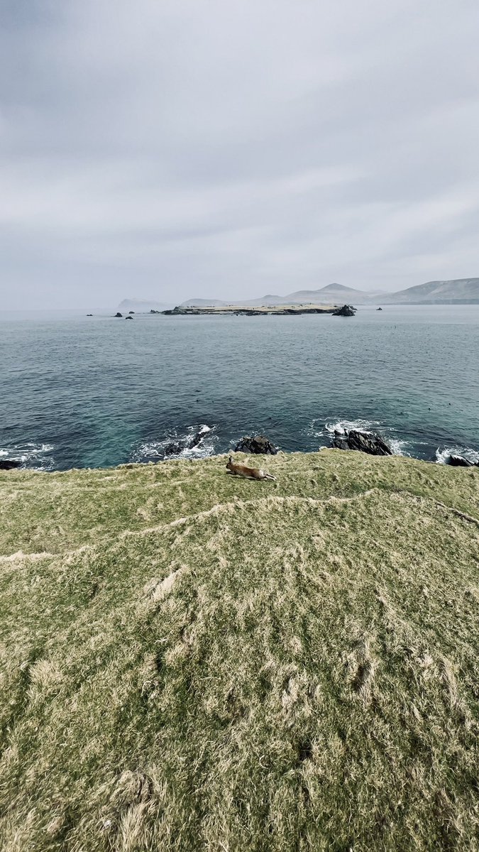 dompontillo's tweet photo. Blasket dreamscapes…they’re mystical islands

#irelandswildislands https://t.co/ydKd2H6ohX