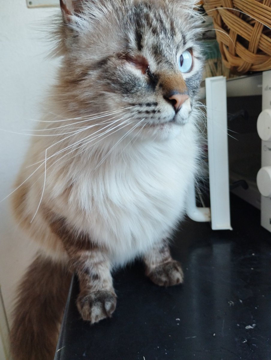 El es Panoramix, conocido más por Pulgato. Lo rescate de un contenedor de basura. Era diminuto y tenía un ojito enfermo q perdió. Cuando no son perfectos, la gente los tira. Realmente son ellos los q deberían ser echados a la basura