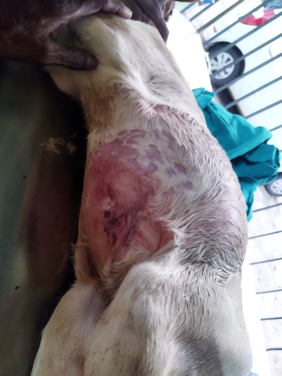 Surgical correction of gastroschisis in a day old female calf in a sweet sunday evening. #Emergencytreatment #vetlife #fieldvet #happydoctor
@rajaaswain @farddept @MoSarkar5T @MoSarkar @OvsaBalangir