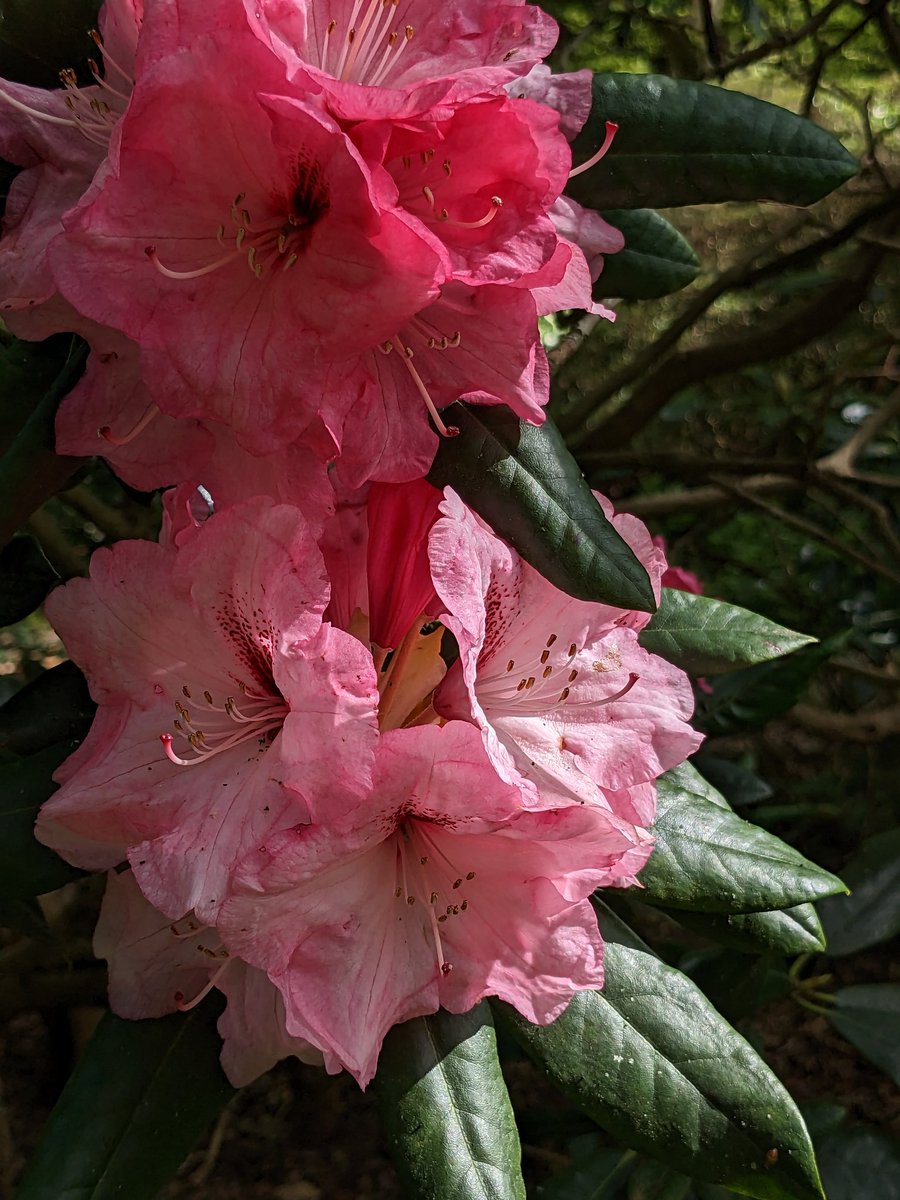 Spring flowers
#spring #flowers #springflowers #beautiful_flower #londonpark #nature