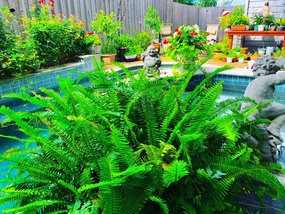 Backyard coming together… #urbangardening #oasis