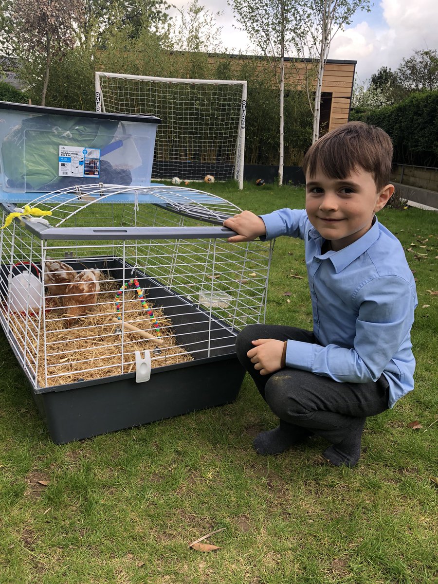 We started off the bank holiday weekend by looking after the chicks 🐣 Leonardo was very happy to come home from school to find them.