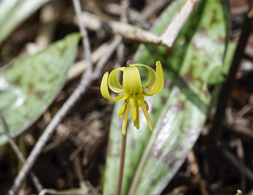 WildAdks's tweet photo. The Trout Lilies have finally burst into full bloom. Trout Lilies, River Road, Essex County, NY (7 May 2023). https://t.co/3Uz5qxj9Sh
#troutlily #dogtoothviolet #ephemerals #adirondackwildflowers #springwatchadirondacks #springwatchADK #springflowers https://t.co/phdkur88gh