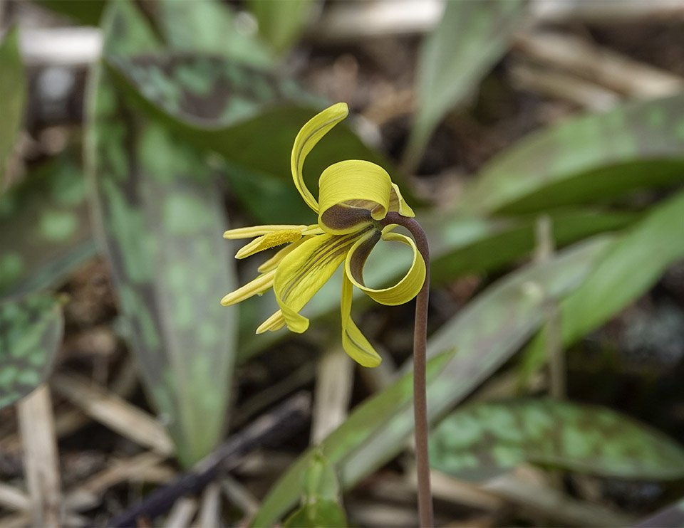 WildAdks's tweet photo. The Trout Lilies have finally burst into full bloom. Trout Lilies, River Road, Essex County, NY (7 May 2023). https://t.co/3Uz5qxj9Sh
#troutlily #dogtoothviolet #ephemerals #adirondackwildflowers #springwatchadirondacks #springwatchADK #springflowers https://t.co/phdkur88gh