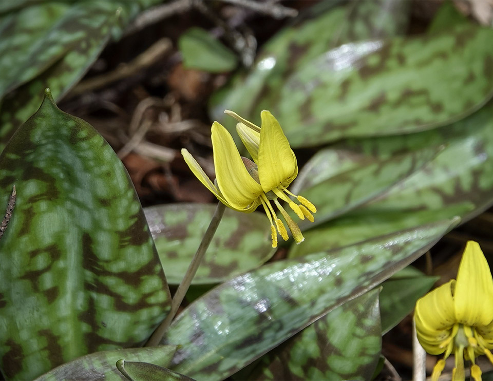 WildAdks's tweet photo. The Trout Lilies have finally burst into full bloom. Trout Lilies, River Road, Essex County, NY (7 May 2023). https://t.co/3Uz5qxj9Sh
#troutlily #dogtoothviolet #ephemerals #adirondackwildflowers #springwatchadirondacks #springwatchADK #springflowers https://t.co/phdkur88gh