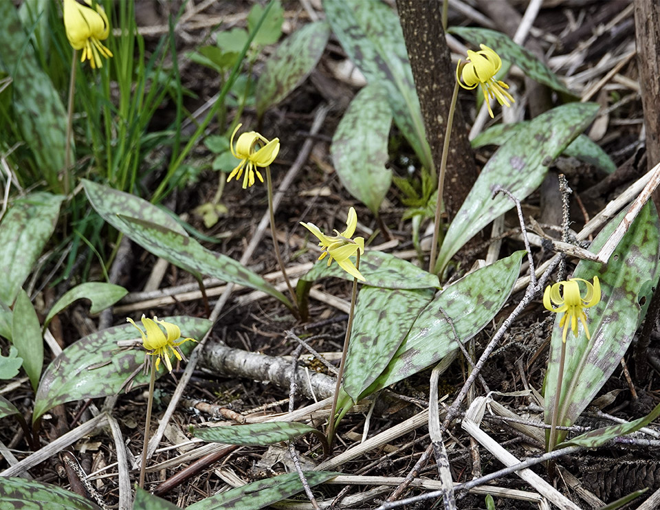 WildAdks's tweet photo. The Trout Lilies have finally burst into full bloom. Trout Lilies, River Road, Essex County, NY (7 May 2023). https://t.co/3Uz5qxj9Sh
#troutlily #dogtoothviolet #ephemerals #adirondackwildflowers #springwatchadirondacks #springwatchADK #springflowers https://t.co/phdkur88gh