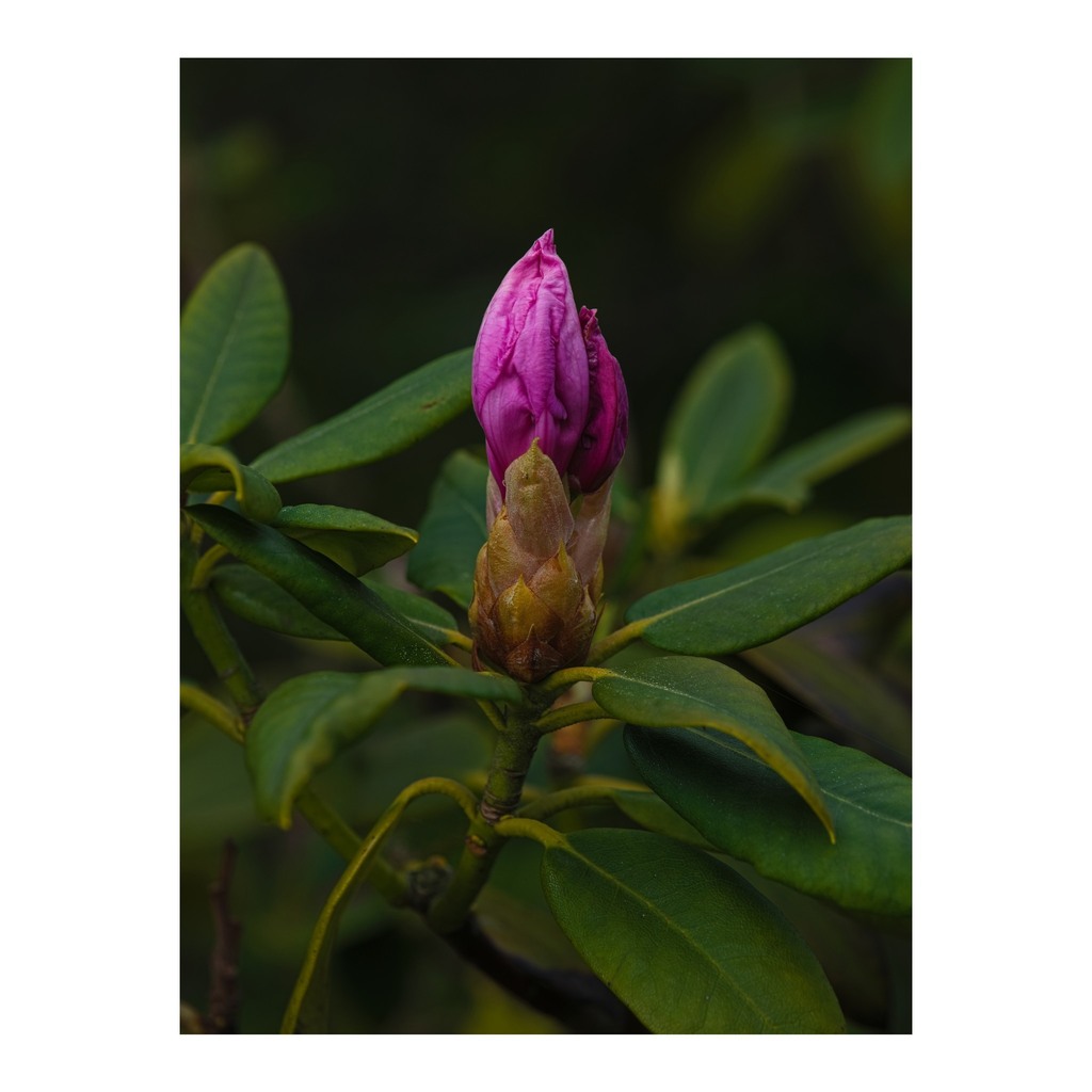 The rhododendrons are on the way. This one's safely in our back garden and the flowers  will be white with only a splash of very pale pink when the blooms fully open, it's quite the transformation.
______

#today #todayis #diary #calendar #photooftheday … instagr.am/p/Cr9S5YIKhJ6/