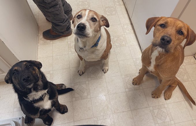 My dogs listen better than you. I need to walk you on a leash to teach you some manners. Send some treat<a href="/tag/findom"class="tags"><span>#findom</span></a><a href="/tag/paypig"class="tags"><span>#paypig</span></a><a href="/tag/losers"class="tags"><span>#losers</span></a><a href="/tag/paypet"class="tags"><span>#paypet</span></a><a href="/tag/findommebrat"class="tags"><span>#findommebrat</span></a>