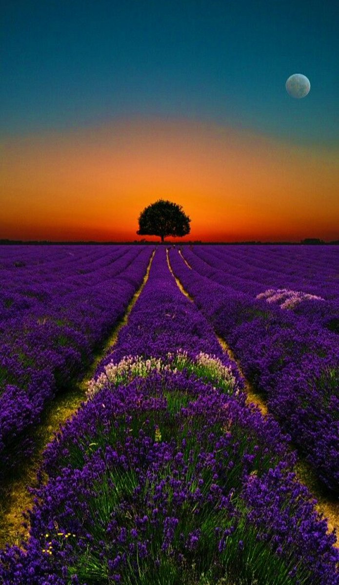 IC316's tweet photo. "The earnestness of your desire will indicate the distance you're likely to travel." 💜 https://t.co/nHNi1P4USd