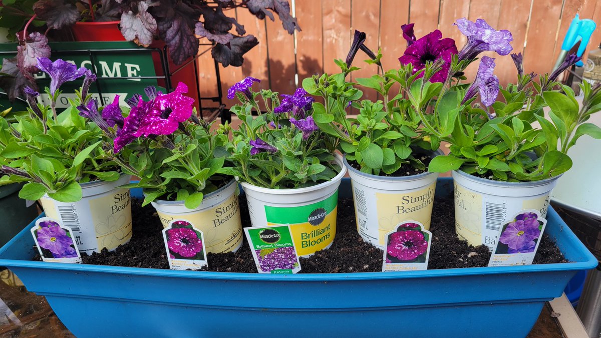 timelesslisa's tweet image. Before and After planter with 3 different Sky Petunias &amp;amp; Galaxy Petunias. Had to line the container with rocks to deter squirrels from digging them up!🌌💜 #garden2023 #planterbox