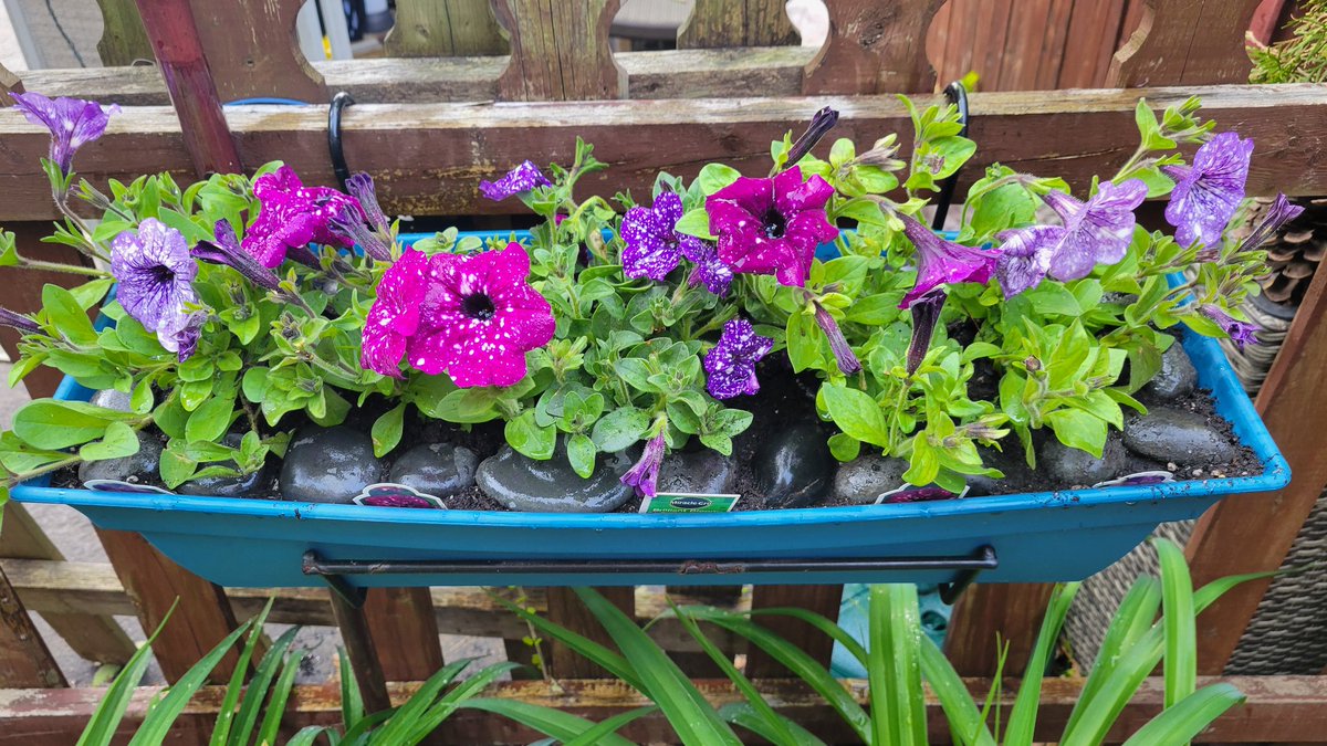 timelesslisa's tweet image. Before and After planter with 3 different Sky Petunias &amp;amp; Galaxy Petunias. Had to line the container with rocks to deter squirrels from digging them up!🌌💜 #garden2023 #planterbox