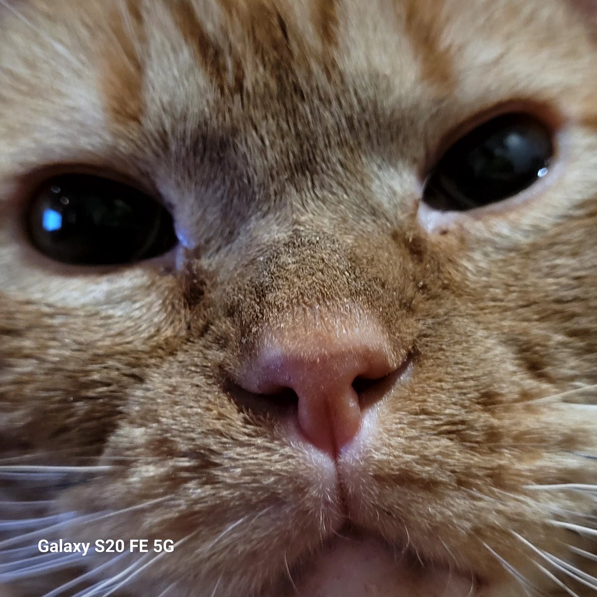 lynnslagle42's tweet photo. I present, Louie's face ๐ #cerebellarhypoplasia #chlove #wobblykitty #chkitty #louiepatchouliblue #smallboi #omgsocute #thatface #irresistiblelittleboi #stareintothevoid #boopsnoot #kisses https://t.co/x5aQyhFGkH