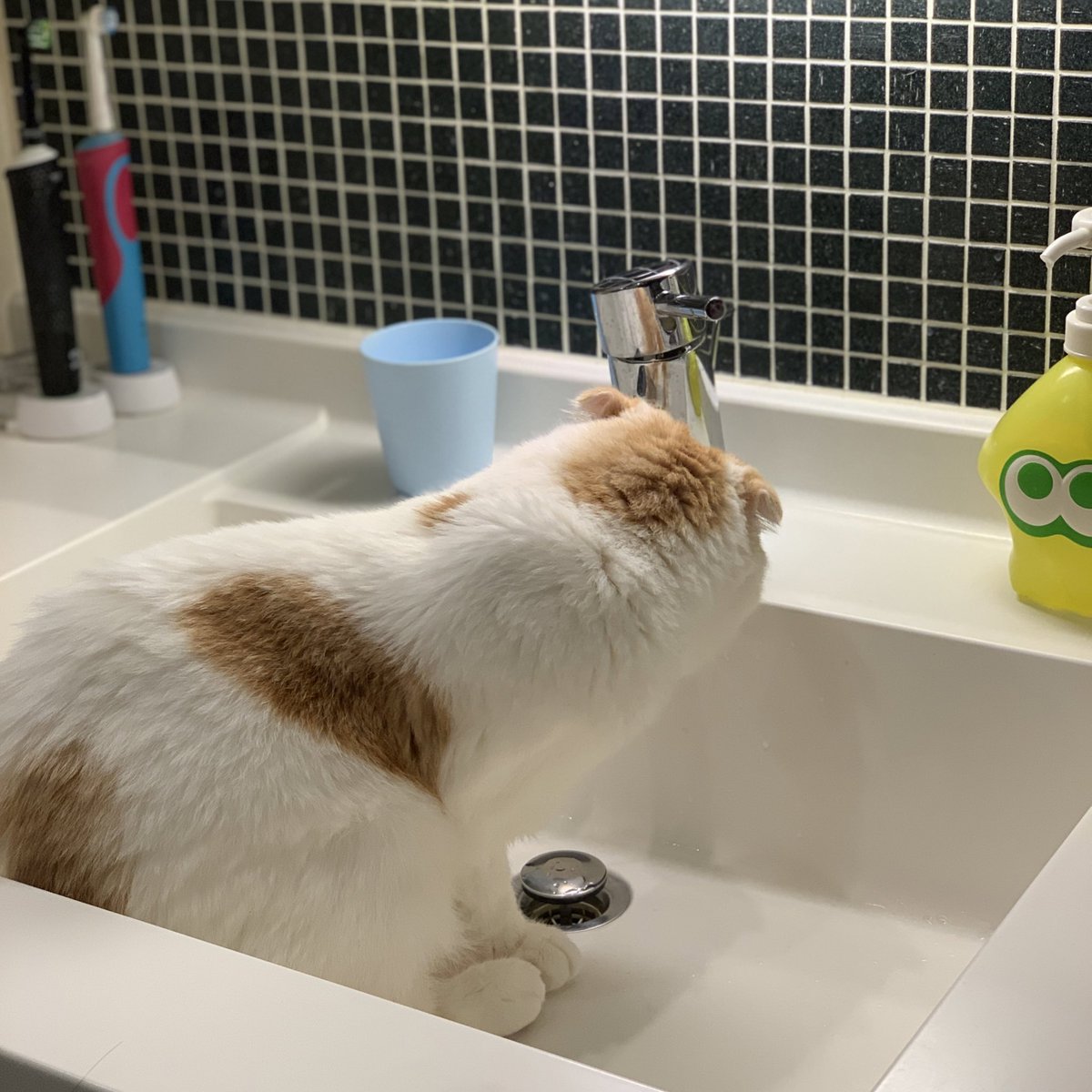 pookke's tweet photo. お水飲んだ https://t.co/1tHmeHYsop