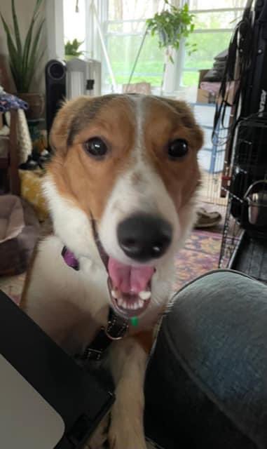 ToniToddHB's tweet photo. Stella saved by @echorescue from ManACC was having special seizures in the shelter. pledges did not even cover the neuro consult 😞. ECHO has pulled 14 dogs in 2023-a lot for a small rescue. Hoping this fundraiser will help recoup some of Stella’s expenses https://t.co/z966He2RkT https://t.co/vF0KMg8D6Q