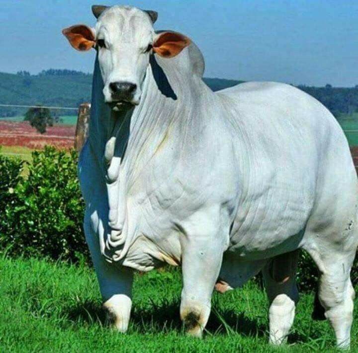 ScrOpinion's tweet photo. #teamcorno. Nem todos os cornos, são broxas. https://t.co/dEyuSNJIE9