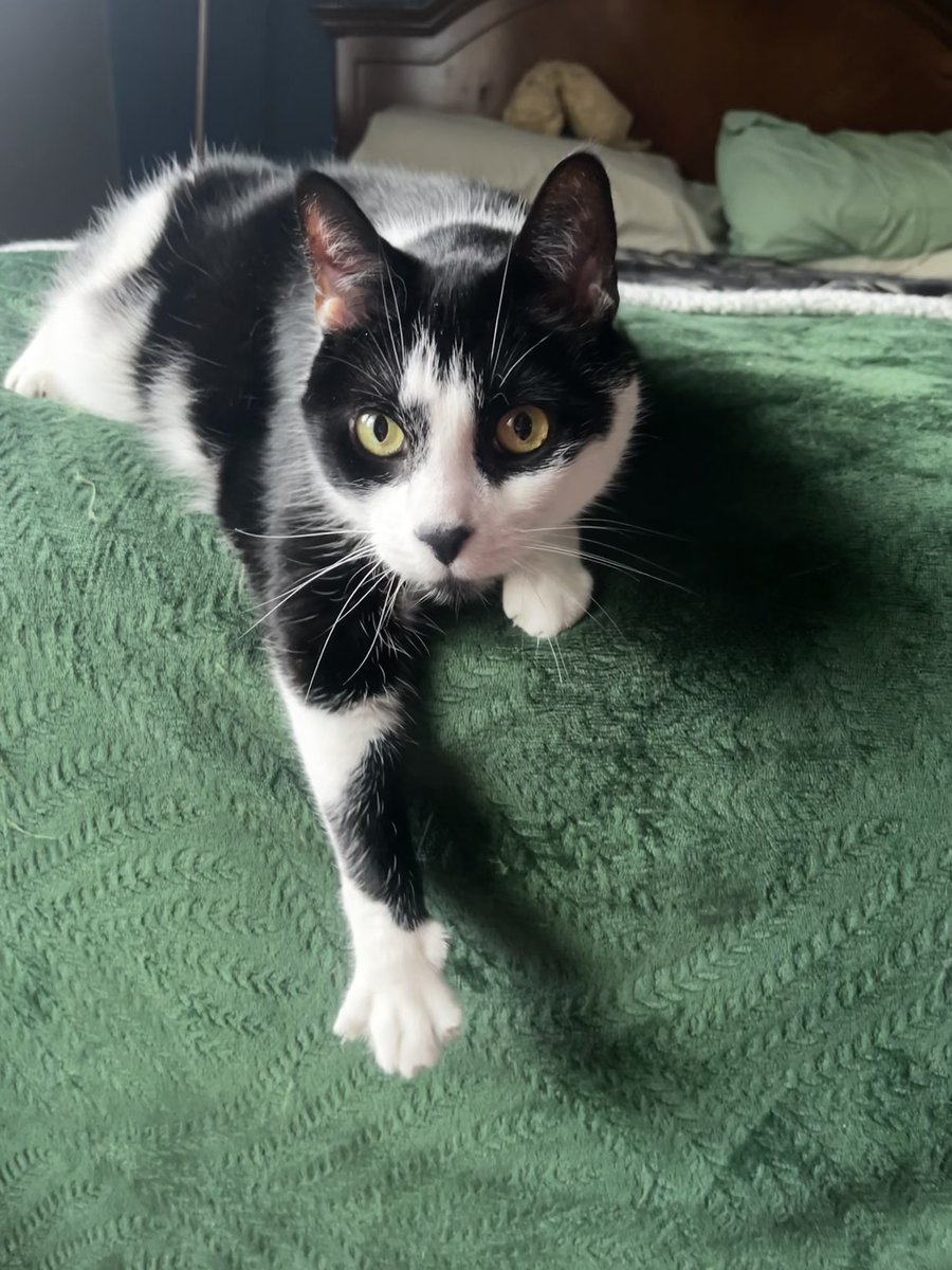 DarkKitten1122's tweet photo. @catwheezie 1st pic is Muffin. 
2nd pic is Alaska https://t.co/dQgtqrlPMU