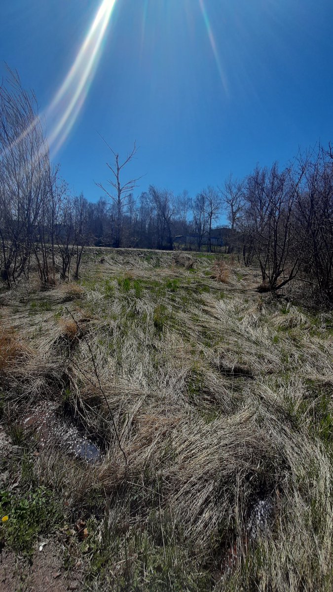 ReadRenard's tweet photo. On my walk today 💛 https://t.co/guLFQBkqvo