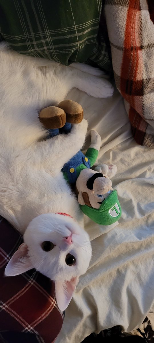SaltyKittyCat's tweet photo. #meow #cat #cats #kittys #kitty #kitten #kittens #luigi #supermario #SuperMarioMovie #SuperMarioBrosMovie https://t.co/nyuipBPC4p