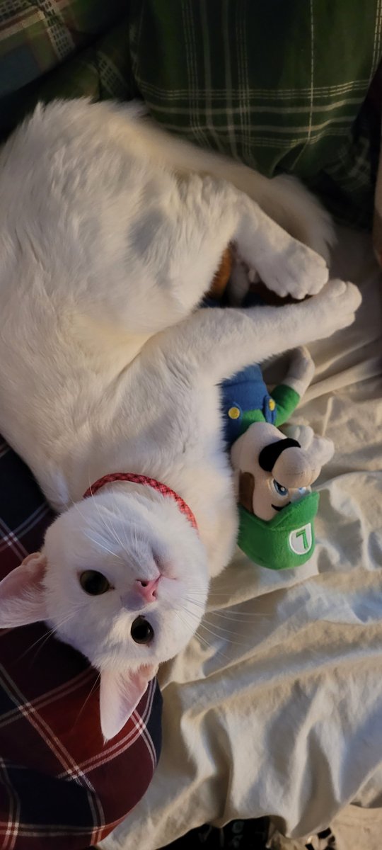 SaltyKittyCat's tweet photo. #meow #cat #cats #kittys #kitty #kitten #kittens #luigi #supermario #SuperMarioMovie #SuperMarioBrosMovie https://t.co/nyuipBPC4p