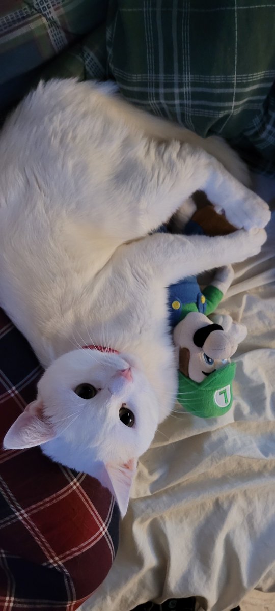 SaltyKittyCat's tweet photo. #meow #cat #cats #kittys #kitty #kitten #kittens #luigi #supermario #SuperMarioMovie #SuperMarioBrosMovie https://t.co/nyuipBPC4p