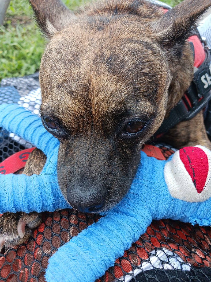 pcm363363's tweet photo. My baby loves her monkey https://t.co/B3o5DxCtej