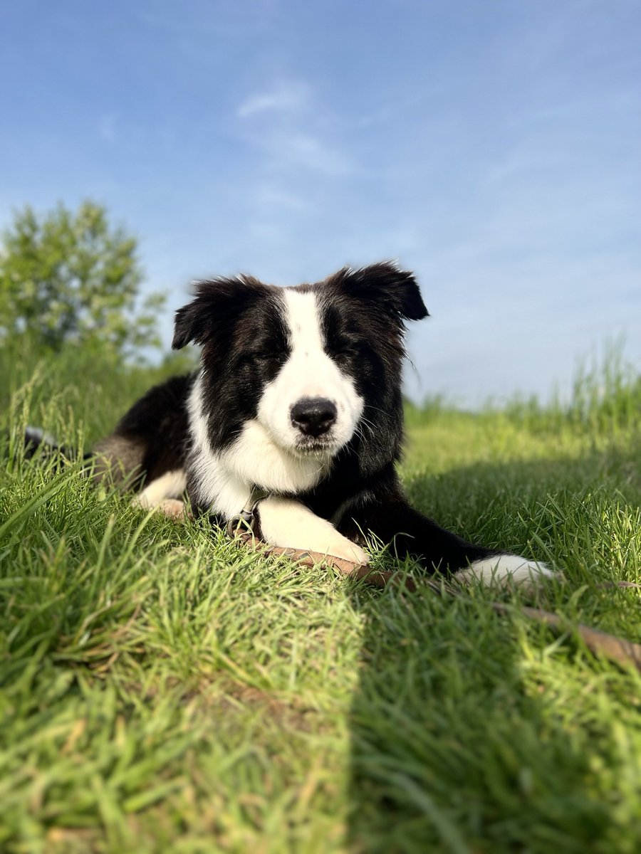 Vergiss das ständige Gelaber im Verkaufsgespräch. Beim Verkauf geht's ums Überleben! Oft jedoch gehts nur um BLABLABLA, um schnelle Kohle zu machen. Der Hund macht’s vor: nonverbale, kongruente Kommunikation für Vertrauen, Glaubwürdigkeit und Erfolg💪🐶💼