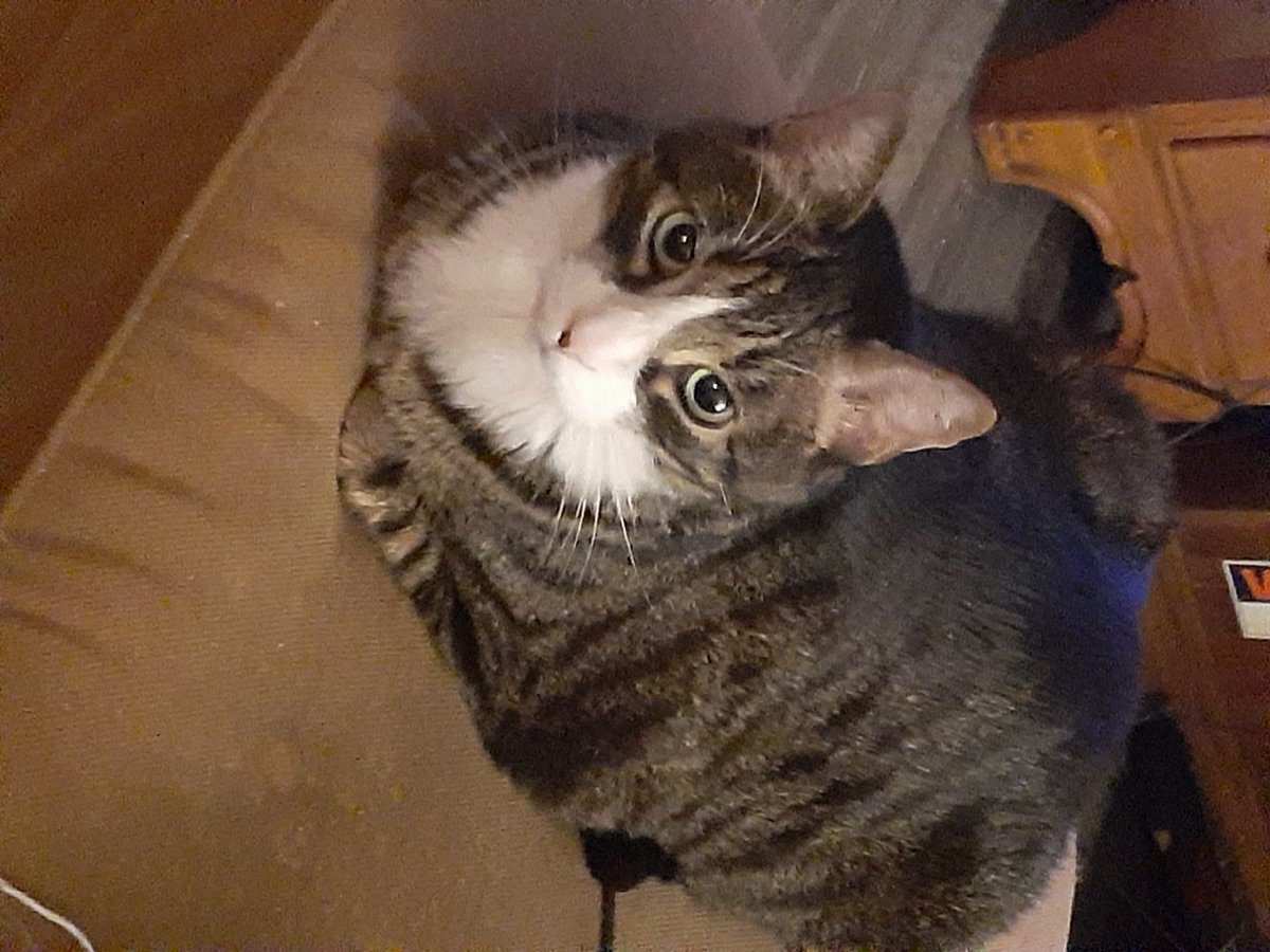 aegis1101's tweet photo. おはよう
This is Kenneth, or just Kenny for short. Seen here perfecting his loaf technique. 🍞 
ケニー https://t.co/xfshoM1q1F