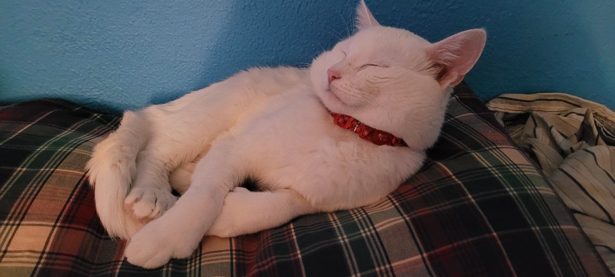 SaltyKittyCat's tweet photo. #salty #saltycat #meow #cat #cats #kitty #kittys #kitten #kittens #sleep #sleeping #sleepy https://t.co/0x9VigMyZa