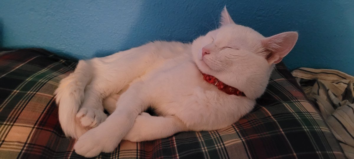 SaltyKittyCat's tweet photo. #salty #saltycat #meow #cat #cats #kitty #kittys #kitten #kittens #sleep #sleeping #sleepy https://t.co/0x9VigMyZa