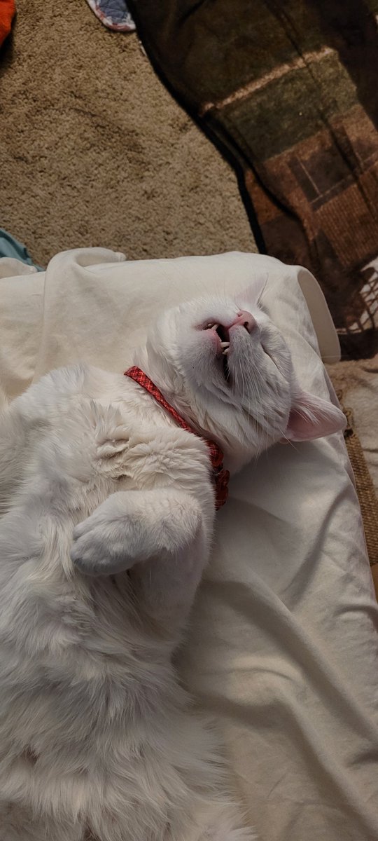 SaltyKittyCat's tweet photo. #salty #saltycat #meow #cat #cats #kitty #kittys #kitten #kittens #sleep #sleepy https://t.co/cgSbHXNuyz
