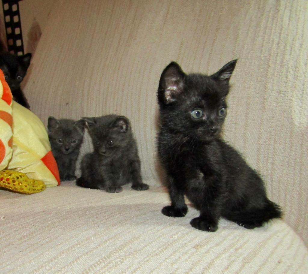 GatosAbandona2's tweet photo. GERANIO BUSCA FAMILIA DEFINITIVA!

Fue abandonado junto a sus hermanos en una caja de cartón dentro de un contenedor de basura punto imposible mirar a otro lado cuando nos llegan estas situaciones.
Es cariñoso, ronroneador y tiene CERO solicitudes de adopción

⬇️ + Info https://t.co/nL56Jz7XDU