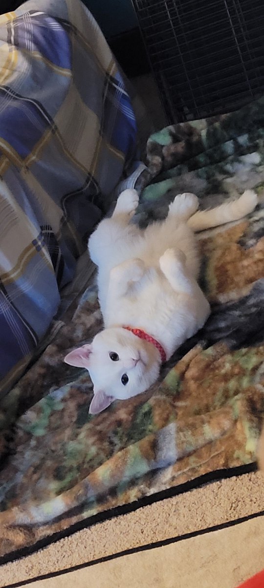 SaltyKittyCat's tweet photo. #salty #saltycat #meow #cat #cats #kitty #kittys #kitten #kittens https://t.co/qtQTVFFfzV